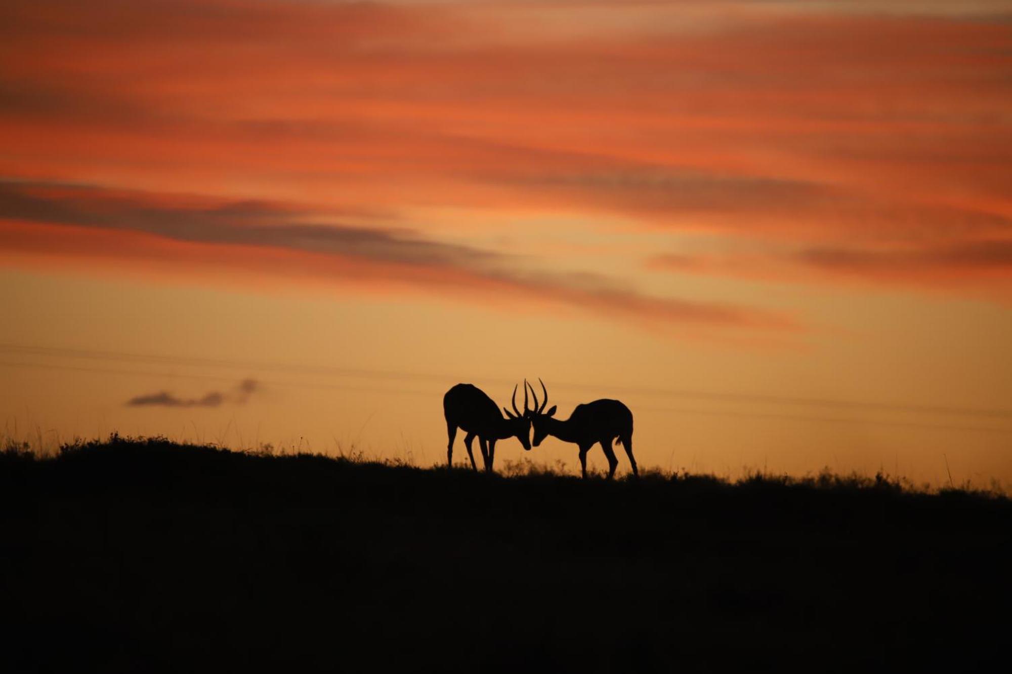 The Ranch House At African Safari Lodge Grahamstown Dış mekan fotoğraf