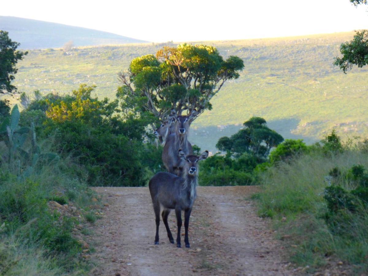The Ranch House At African Safari Lodge Grahamstown Dış mekan fotoğraf