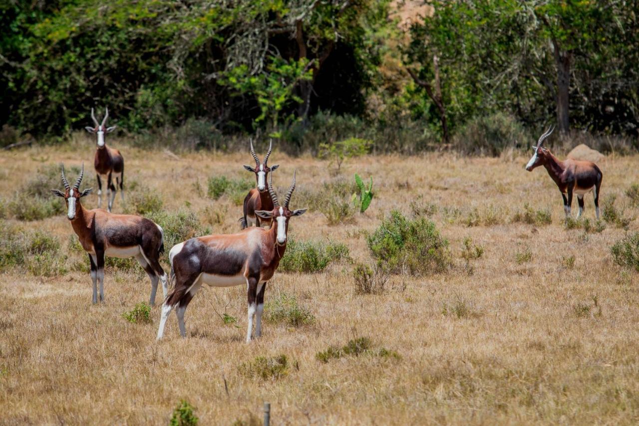 The Ranch House At African Safari Lodge Grahamstown Dış mekan fotoğraf
